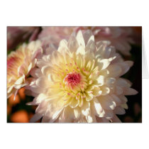Pink and Yellow Mums cards by lioneyes Pink and Yellow Mums cards