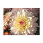 Pink and Yellow Mums