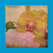 Pink and Yellow Orchid magnets