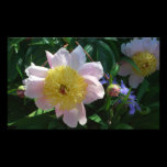 Pink and Yellow Peonies Photo Print