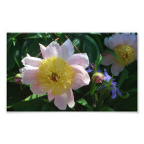 Pink and Yellow Peonies Photo Print