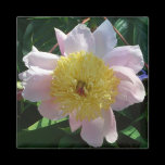 Pink and Yellow Peony Magnet