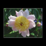 Pink and Yellow Peony Postcard