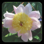 Pink and Yellow Peony Sticker