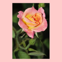 Pink and Yellow Rose on Canvas Print posters