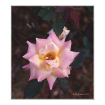 PINK AND YELLOW ROSE posters