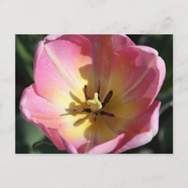 Pink and yellow tulip postcard