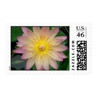 Pink and Yellow Water Lily stamp