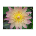 Pink and Yellow Water Lily Post Card