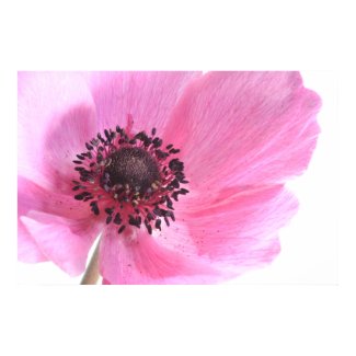 Pink Anemone print