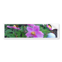 Pink Anemones Bumper Stickers