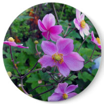 Pink Anemones