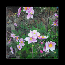 Pink Anemones-Michigan magnets