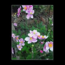 Pink Anemones-Michigan postcards