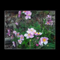 Pink Anemones-Michigan postcards