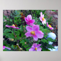 Pink Anemones Print