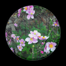 Pink Anenes-Michigan magnets