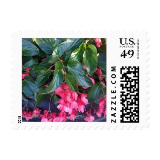 Pink Angel Wing Begonia Flowers Postage Stamp