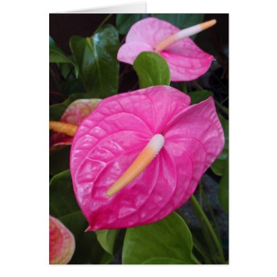 Anthurium Pink