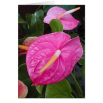 Pink Anthuriums Cards