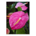 Pink Anthuriums cards by joeyartist Pink Anthuriums cards