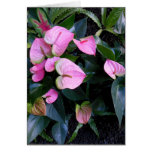 Pink Anthuriums Cards