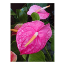 Pink Anthuriums posters by joeyartist Pink Anthuriums posters