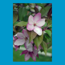 Pink Apple Blossom posters