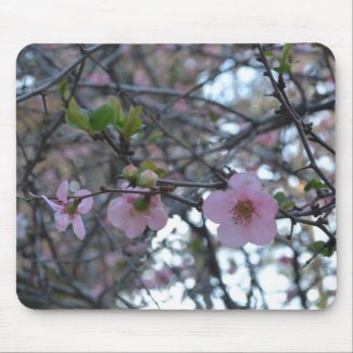 Pink Apple Blossoms Mouse Pads