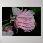 Pink Aquilegia poster