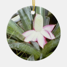 Pink Archmea Mariae-Reginae (Urn Plant) flowers Christmas Ornaments