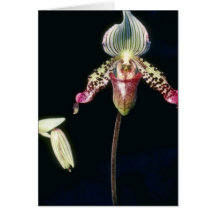 Pink Argus (Paphiopedilum) flowers Greeting Card