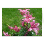 pink asiatic lilies flowers, pink asiatic lilies,
