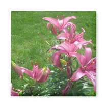 Pink Asiatic Lilies Magnet by Country1969 Pink Asiatic Lilies Magnet