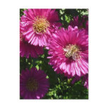 aster, pink, more flower, guards, case, autumn,