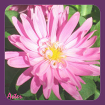 Pink Aster Sticker stickers