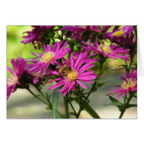 "Pink Asters With A Bee" cards by kokobaby "Pink Asters With A Bee" cards