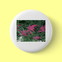 Pink Astilbe in Old Orchard Beach, Maine buttons