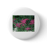 Pink Astilbe in Old Orchard Beach, Maine