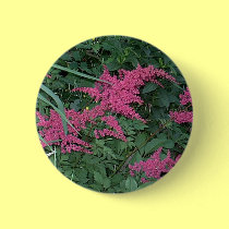 Pink Astilbe in Old Orchard Beach, Maine buttons
