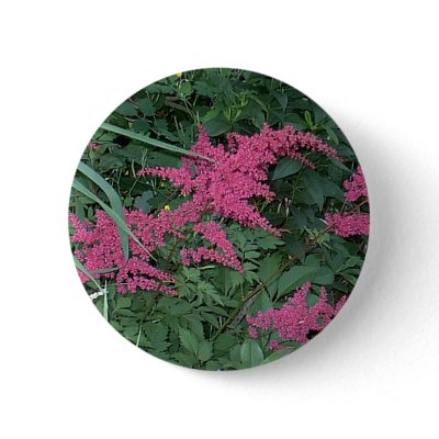 Pink Astilbe in Old Orchard Beach, Maine by eelkat