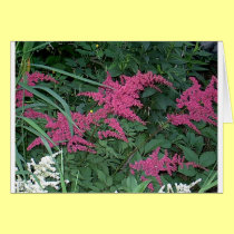 Pink Astilbe in Old Orchard Beach, Maine cards