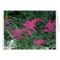 Pink Astilbe in Old Orchard Beach, Maine cards