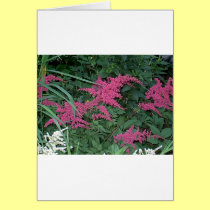 Pink Astilbe in Old Orchard Beach, Maine cards
