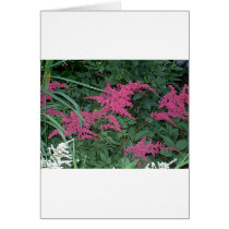 Pink Astilbe in Old Orchard Beach, Maine cards
