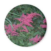 Pink Astilbe in Old Orchard Beach, Maine magnets