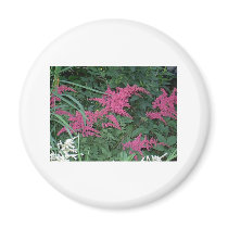 Pink Astilbe in Old Orchard Beach, Maine magnets
