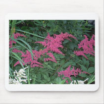 Pink Astilbe in Old Orchard Beach, Maine mousepads