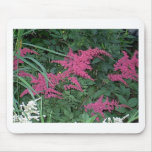 Pink Astilbe in Old Orchard Beach, Maine Mouse Pad