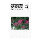 Pink Astilbe in Old Orchard Beach, Maine Stamps